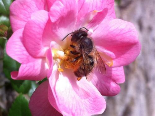 Réf. 103 319 : Osmia bicornis