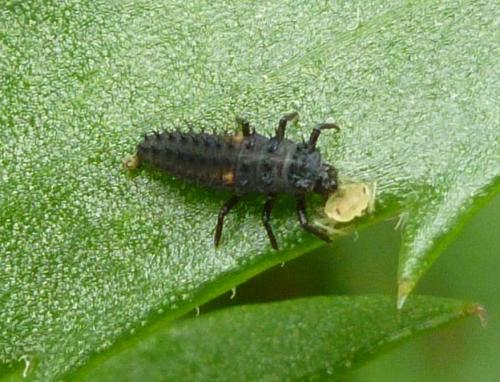 Réf. 103 586 : Harmonia sp.