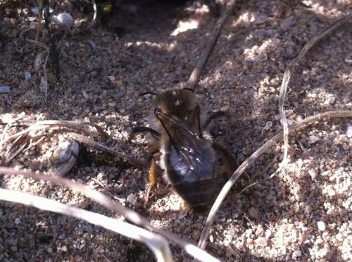 Andrena sp.