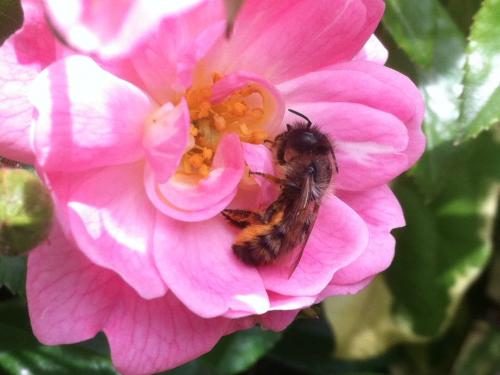 Réf. 103 322 : Osmia bicornis