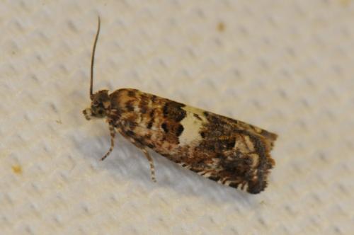 Epiblema graphana