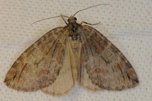 Réf. 103 090 : Hydriomena ruberata