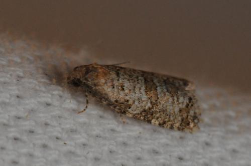 Isotrias rectifasciana