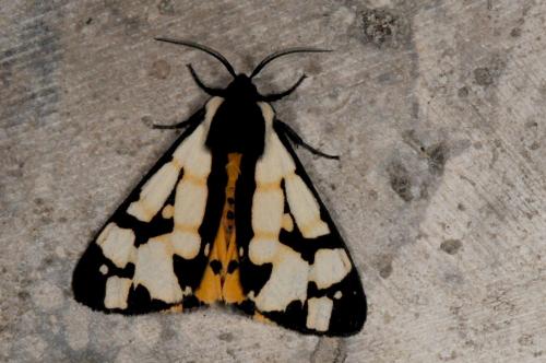 Réf. 103 233 : Arctia villica