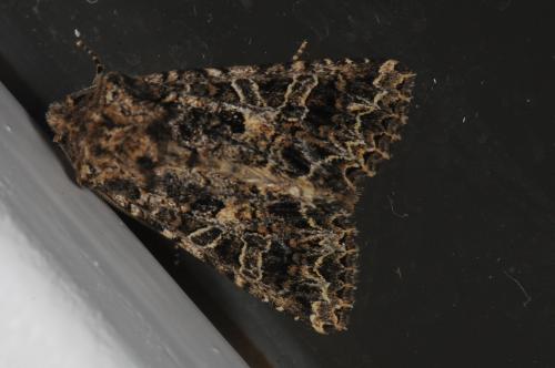 Hadena bicruris