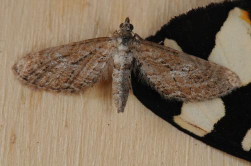 Réf. 103 449 : Eupithecia scopariata