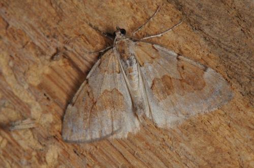 Réf. 103 545 : Pennithera firmata