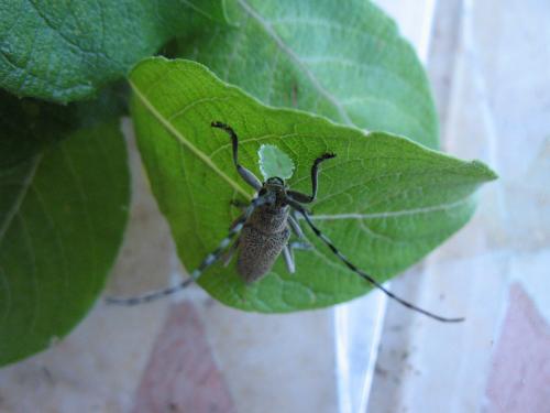 Réf. 103 053 : Saperda similis
