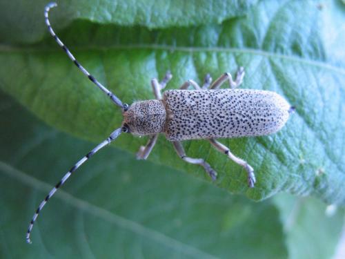 Réf. 103 054 : Saperda similis