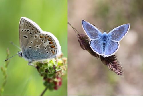 Polyommatus icarus