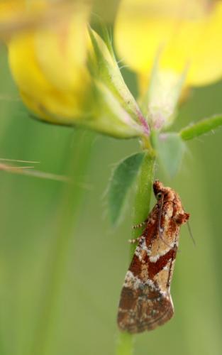 Aethes hartmanniana