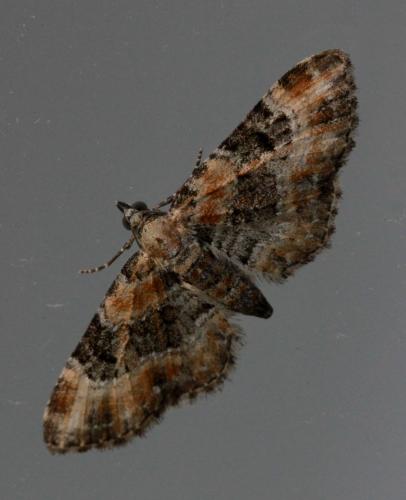 Réf. 103 971 : Eupithecia pulchellata