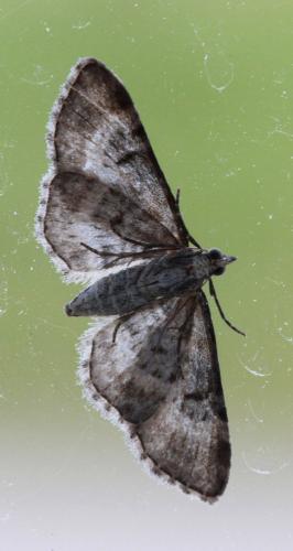 Réf. 103 970 : Eupithecia pulchellata