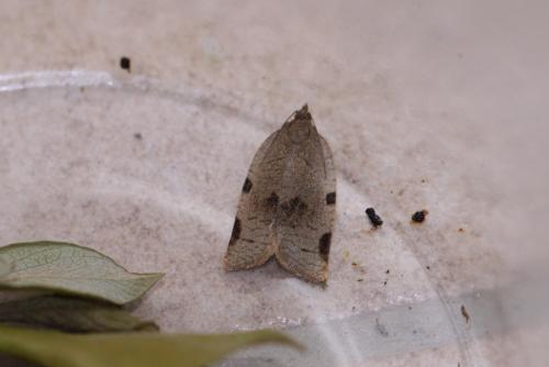 Réf. 103 296 : Lozotaenia forsterana