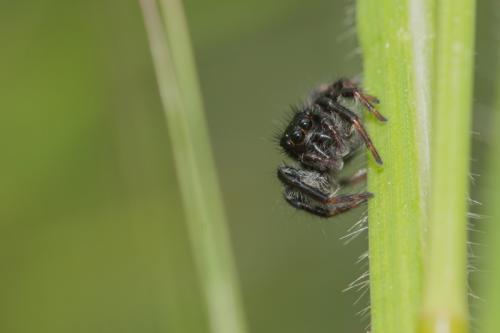 Carrhotus xanthogramma