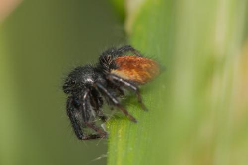 Réf. 103 530 : Carrhotus xanthogramma