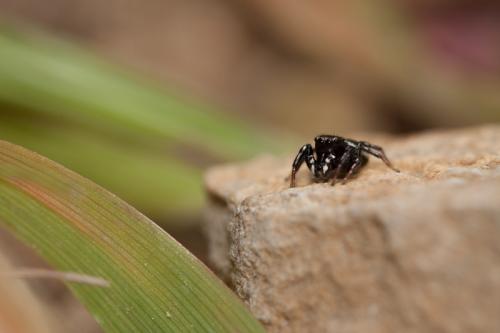 Heliophanus sp.