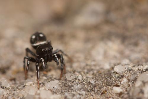 Heliophanus sp.