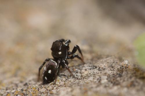 Heliophanus sp.