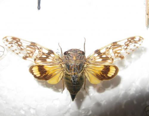 Platypleura sp.