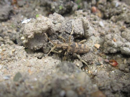 Rhagium sycophanta