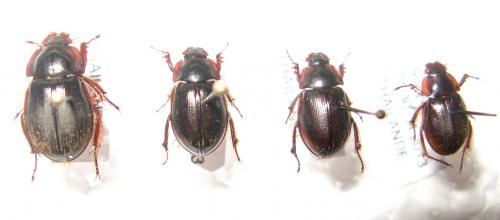 Réf. 103 829 : Phaeochrous dissimilis