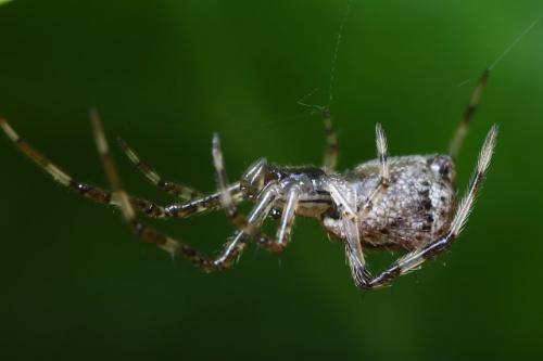 Réf. 103 065 : Episinus maculipes