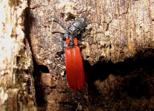 Réf. 103 804 : Lygistopterus sanguineus