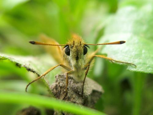 Thymelicus lineola