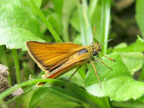 Réf. 103 694 : Thymelicus lineola