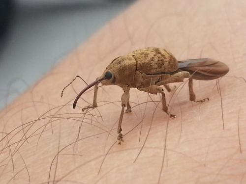 Curculio sp.