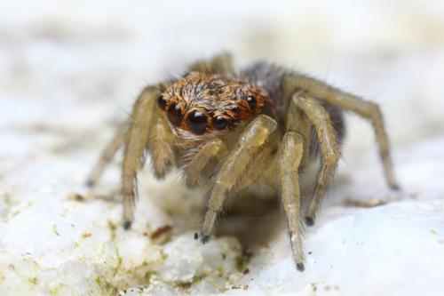 Réf. 103 210 : Euophrys herbigrada