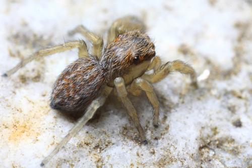 Réf. 103 212 : Euophrys herbigrada