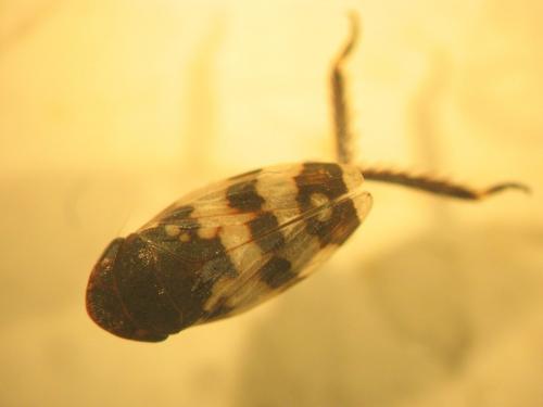 Réf. 103 422 : Anoscopus albifrons