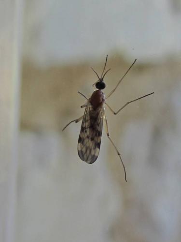 Sylvicola sp.