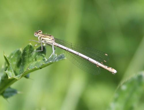 Platycnemis pennipes