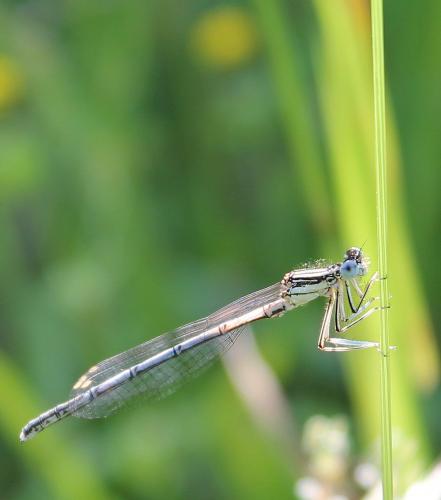 Platycnemis pennipes