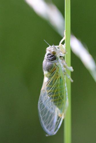 Réf. 103 427 : Cicadetta sp.