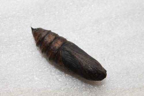Deilephila elpenor
