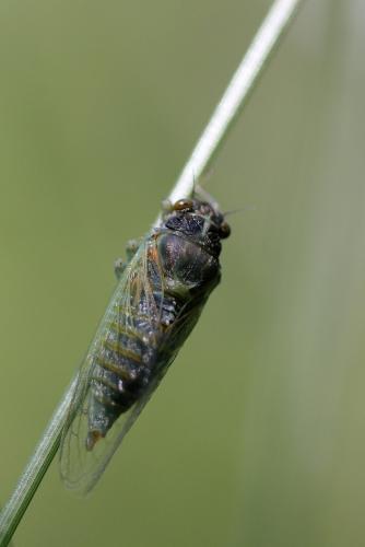 Réf. 103 428 : Cicadetta sp.