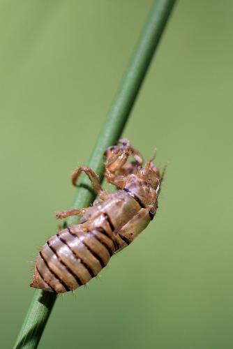 Réf. 103 429 : Cicadetta sp.