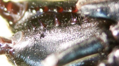 Atypus piceus