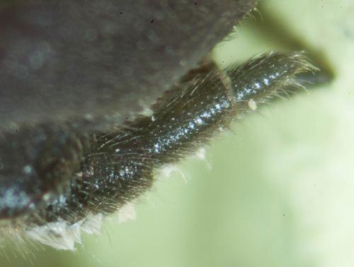 Atypus piceus