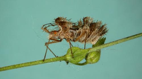 Réf. 103 232 : Phyllomorpha laciniata