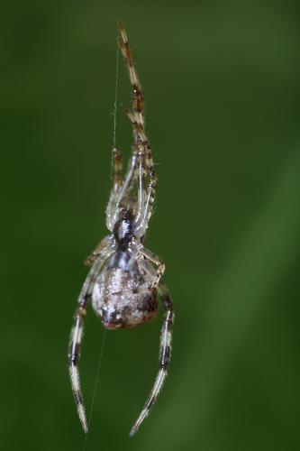 Réf. 103 006 : Episinus maculipes