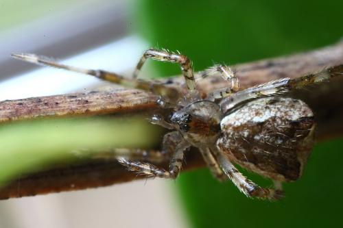 Réf. 103 066 : Episinus maculipes