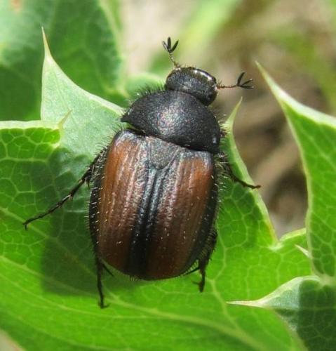 Omaloplia ruricola