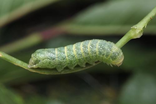 Réf. 103 366 : Sideridis rivularis