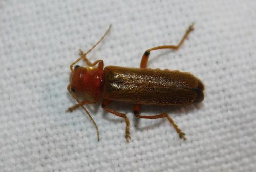 Réf. 103 005 : Cantharis sp.