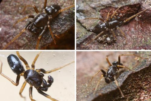 Phrurolithus sp.